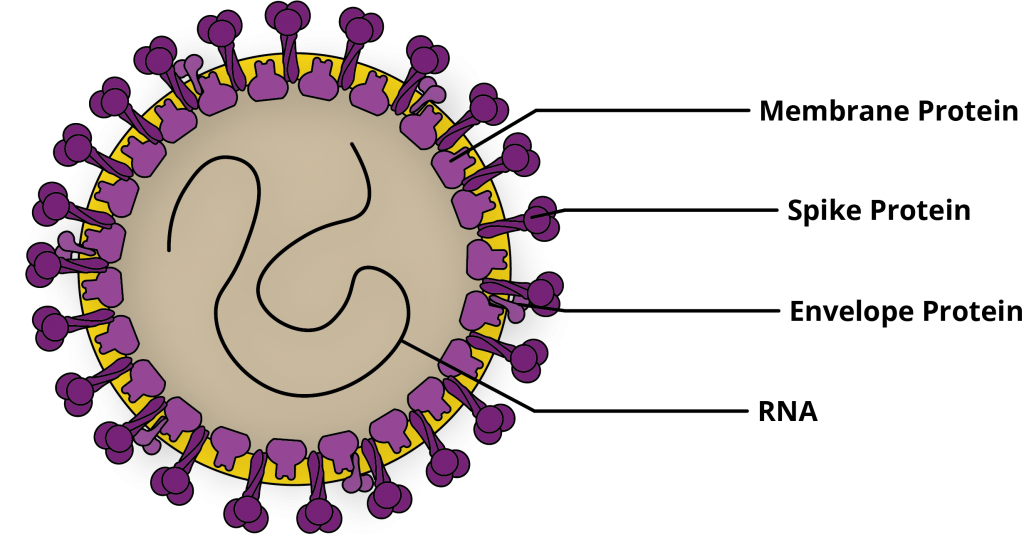 Por qué es tan difícil conocer las verdaderas cifras del coronavirus