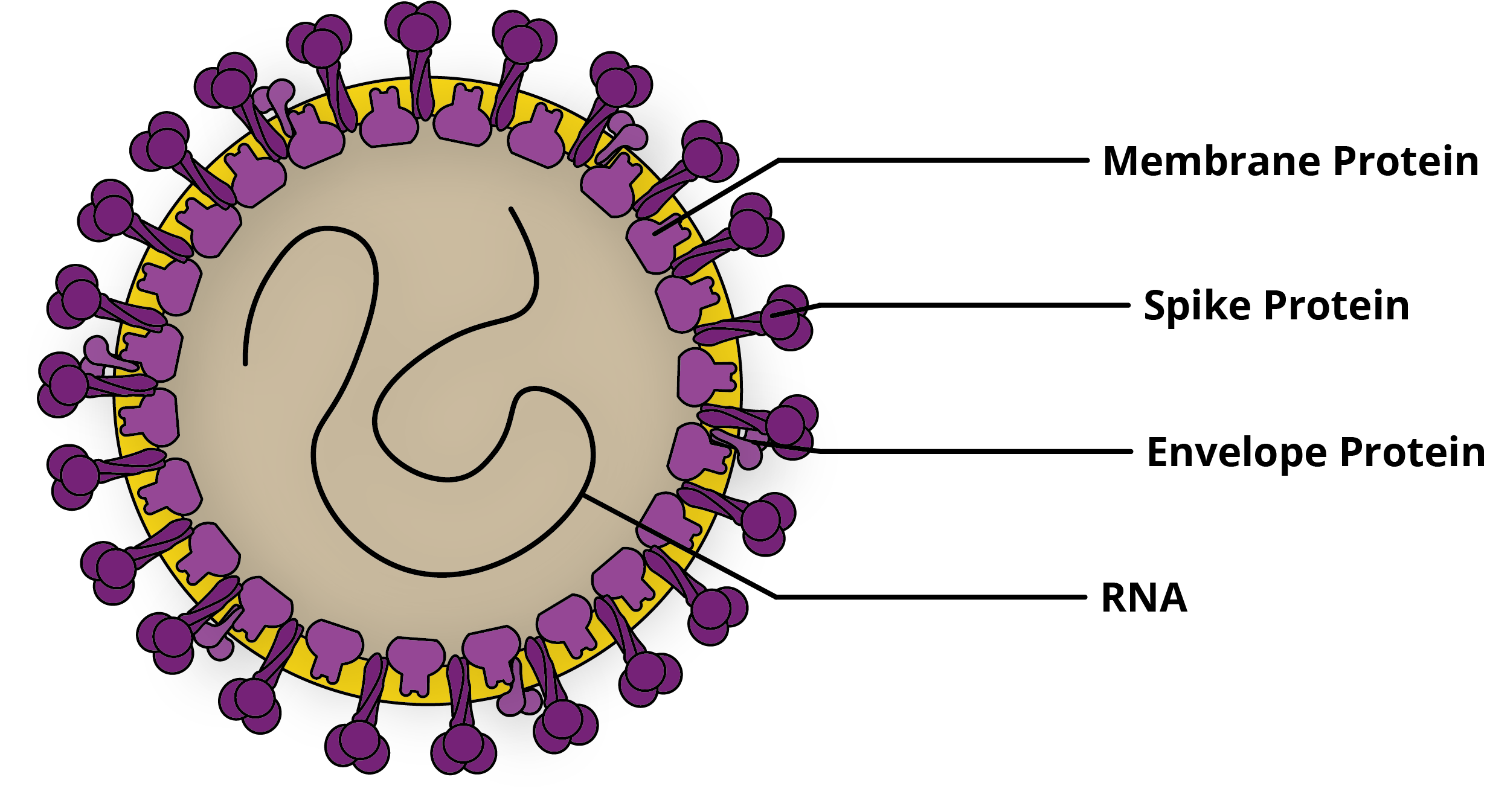 Por qué sabemos que el coronavirus no se fabricó en un laboratorio