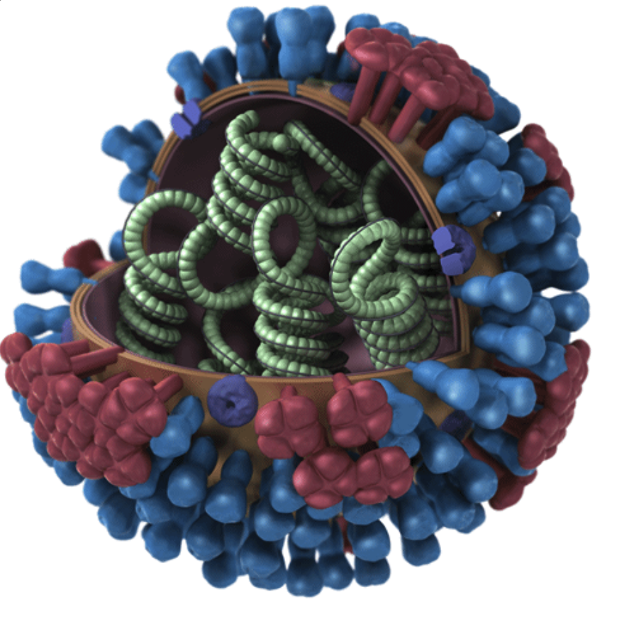 ¿Por qué las vacunas contra el coronavirus son más efectivas que las de la gripe?