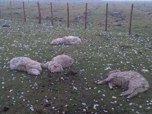 Contando ovejas (que mató el granizo)