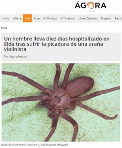 Los extraños casos de picaduras de arañas violinistas en Elda