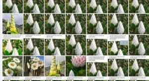El afable bulo de la "flor del Himalaya que solo florece cada 400 años"