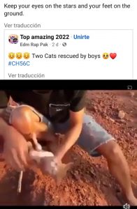 Vídeos de tortura animal para conseguir likes