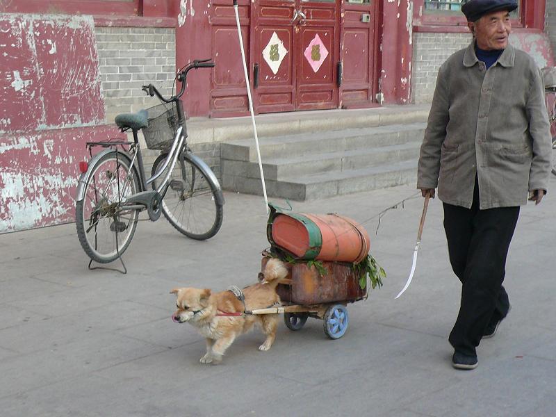 perro transportista