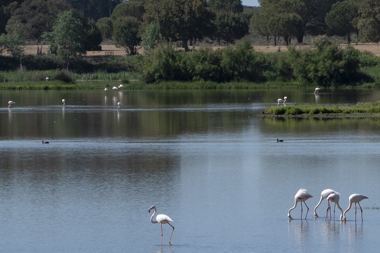 Flamencos y otras especies diferentes de aves que viven en el entorno del Parque Nacional de Doñana en el término municipal de Almonte (Huelva).- David Arjona / EFE