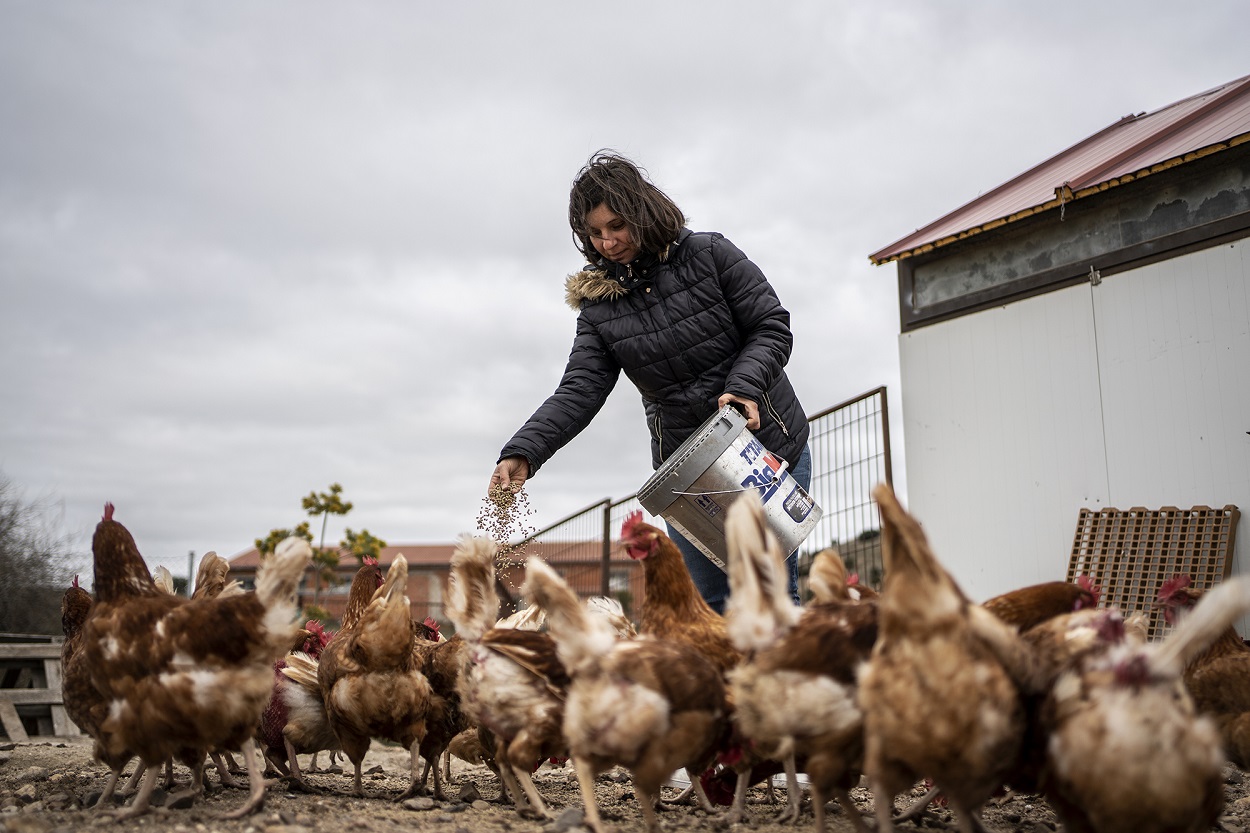 Pilar, una ganadera agroecológica, da de comer a sus gallina. FOTO: Olmo Calvo