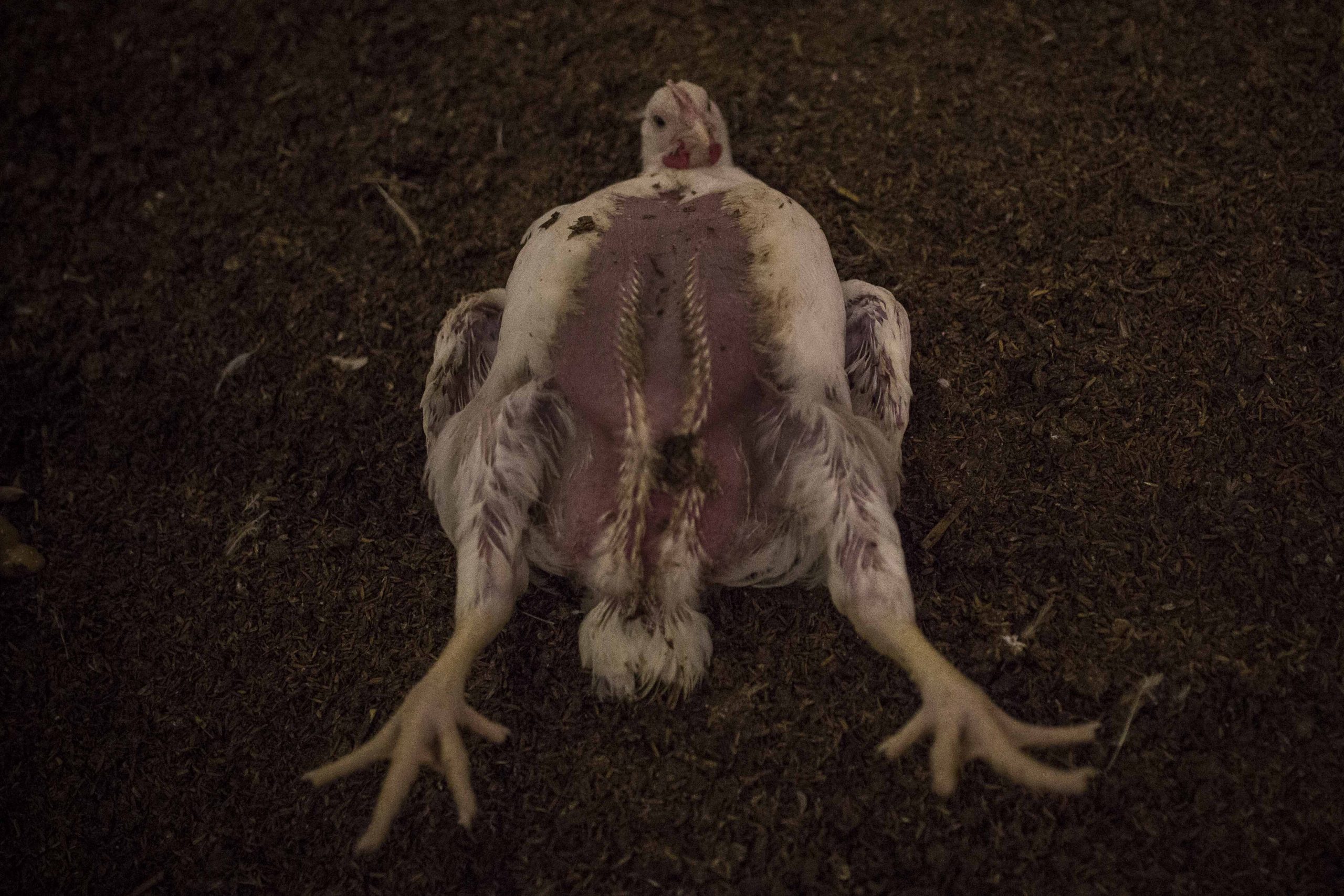 Imagen de un pollo enfermo y agonizante en la granja avícola donde se realizó la investigación de Igualdad Animal y Público. JAIRO VARGAS