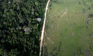 La imparable destrucción de los bosques tropicales