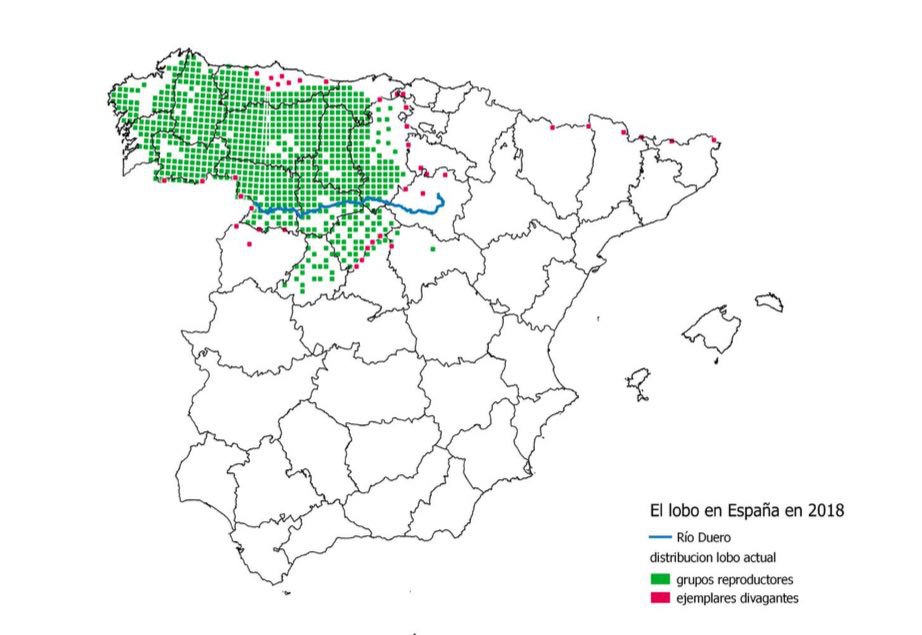 Acorralados: 618 lobos muertos en España en 2017