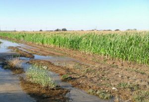 Agua, Agricultura y el valor de lo irreemplazable