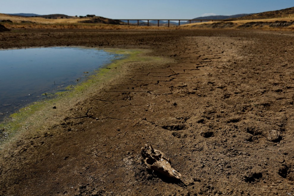 El cráneo de una oveja yace en suelo seco durante la severa sequía registrada en el embalse de Cijarra, en Villarta de los Montes, España, el 6 de agosto de 2022. -Susana Vera / REUTERS