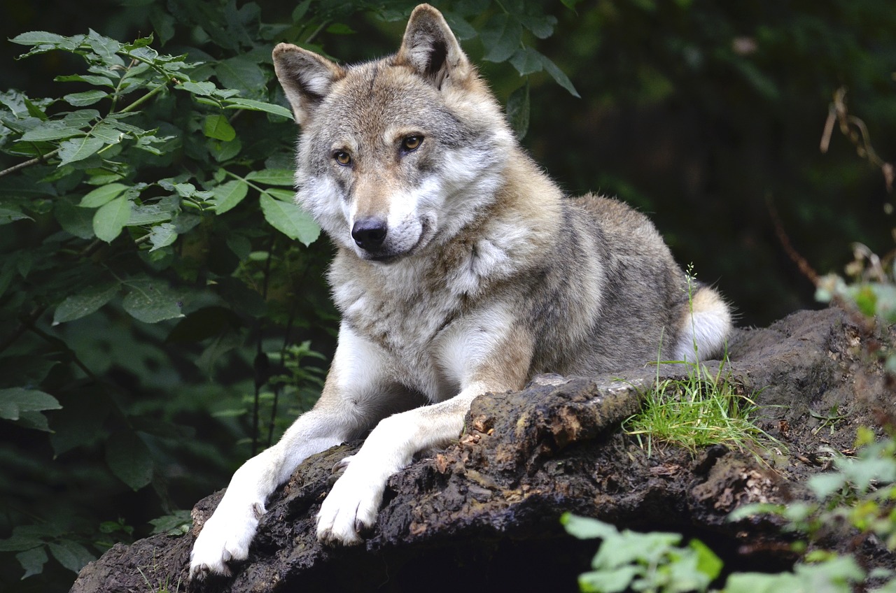 Un lobo salvaje descansando. -ANDREA BOHL / Pixabay