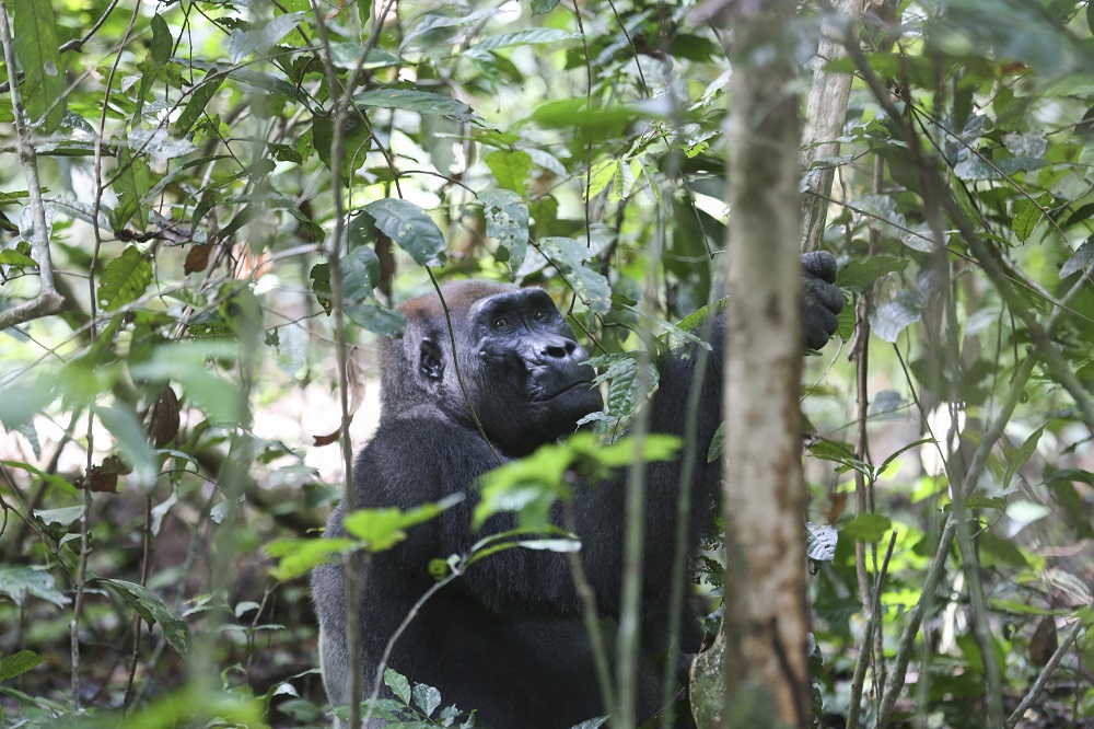 Imagen de archivo de un gorila. Steeve JORDAN / AFP