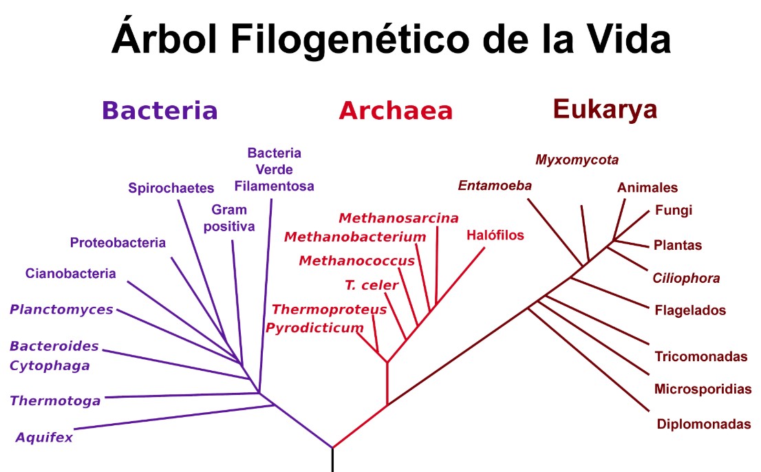 Los tres dominios de la vida: archaeas, bacterias y eucariontes.