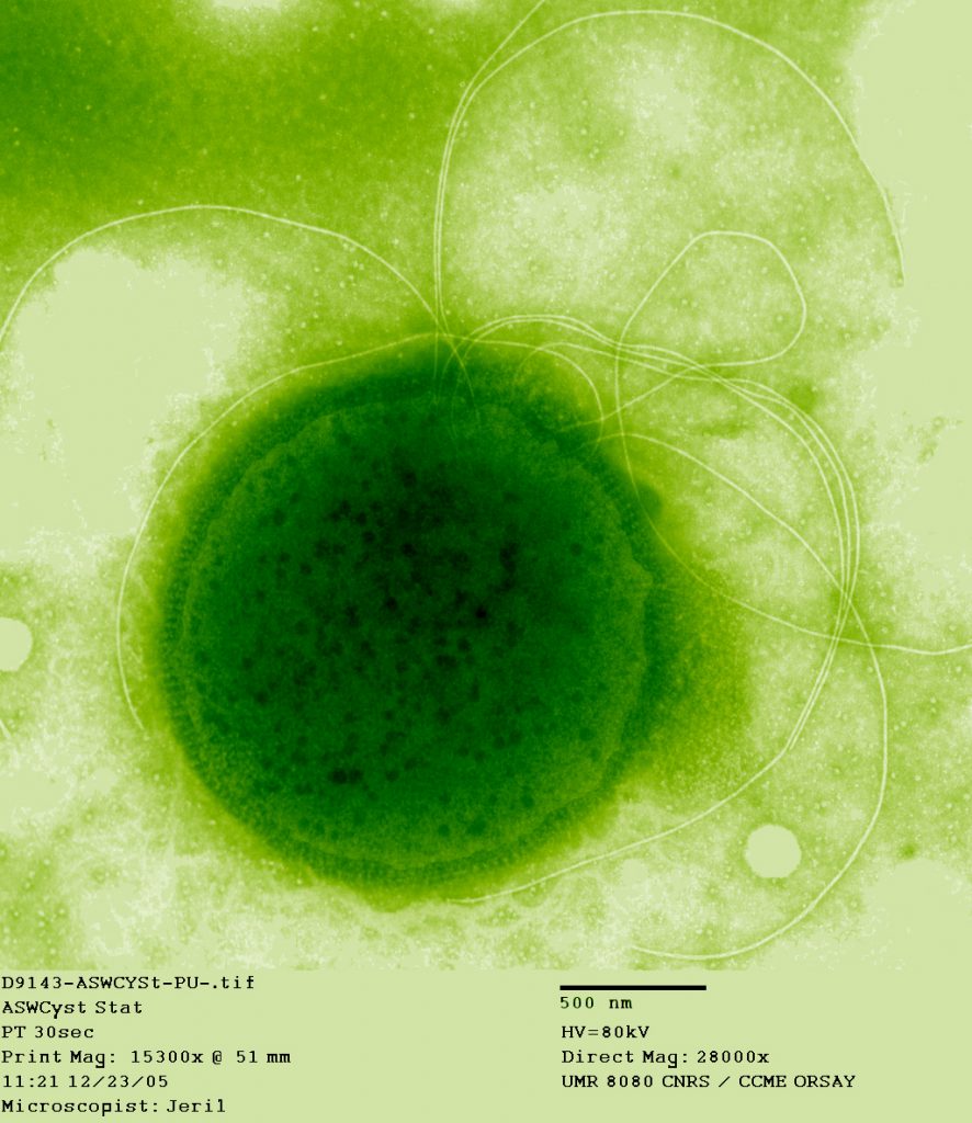 La arquea extremófila Thermococcus gammatolerans, el organismo conocido más resistente a la radiactividad. Imagen: Wikimedia Commons.