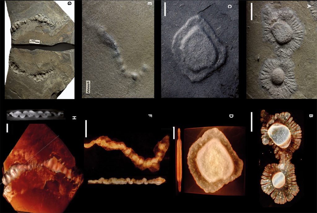 Fósiles de biota francevillense o "gaboniontes": vida pluricelular hace 2.100 millones de años. Imagen: Wikimedia Commons.