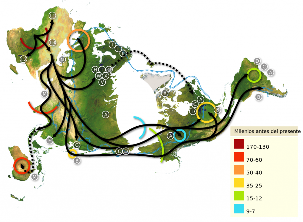 Mapa mundial de migraciones de H. sapiens, con el polo norte como centro. Africa es el punto de partida, leyéndose desde la parte superior izquierda hasta América del Sur en el extremo derecho. Los patrones de migración estan basados en estudios del ADN mitocondrial (matrilinear). Los números representan miles de años. Imagen: Wikimedia Commons