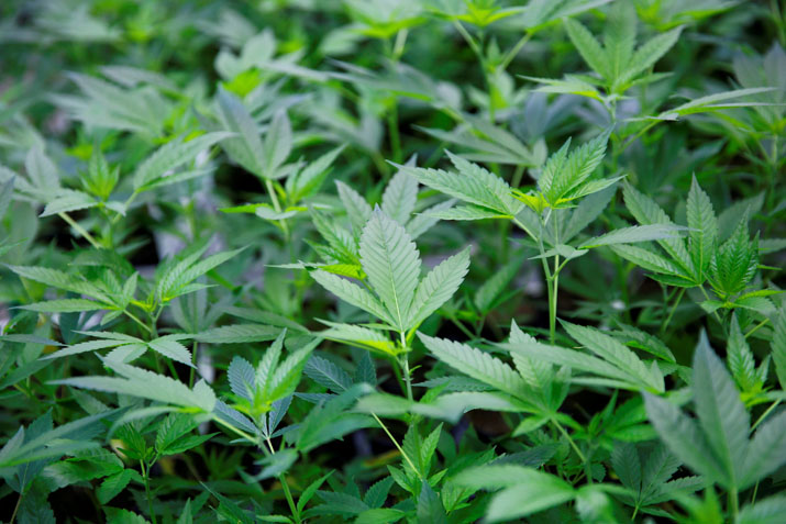 Plantación de cannabis. REUTERS/Leonhard Foeger