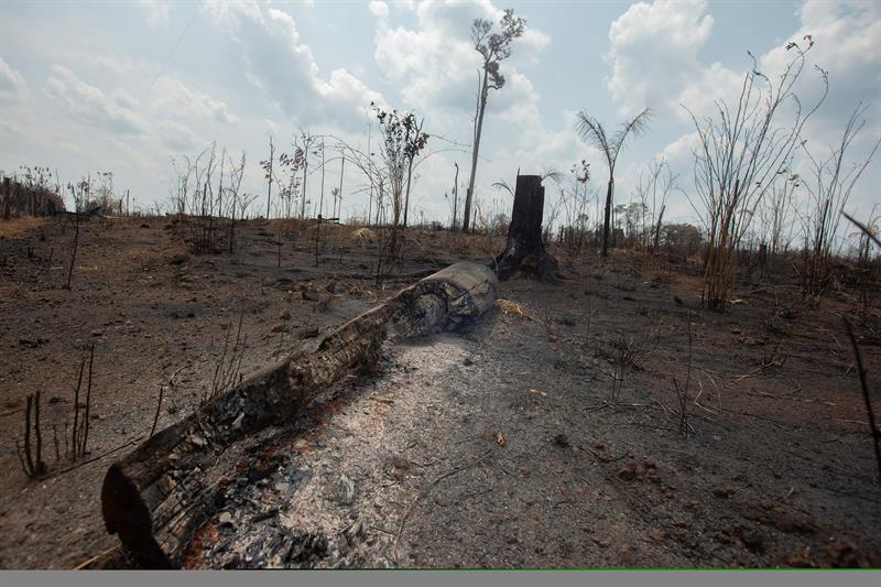 Una de las áreas destruidas por fuego en la selva amazónica, en el estado de Rondonia (Brasil). EFE/Joédson Alves.