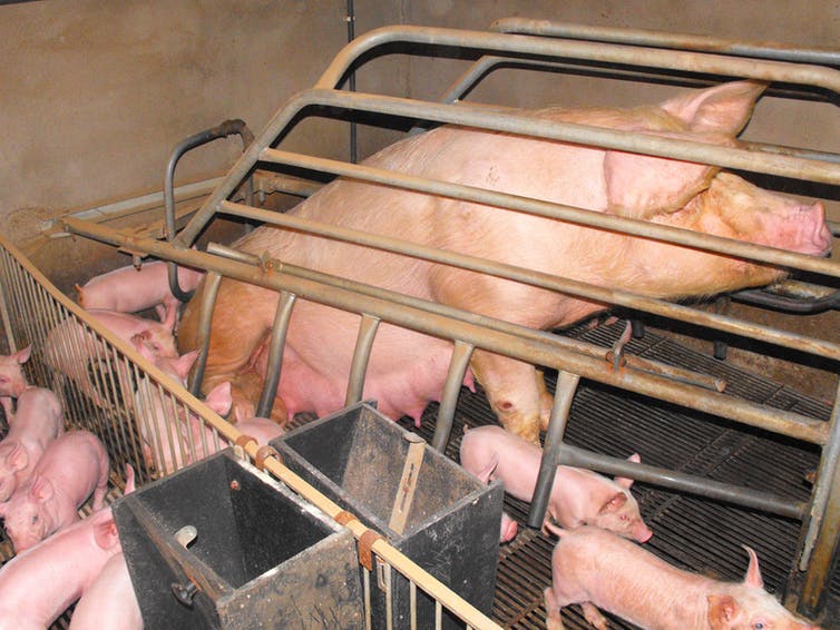 Explotación intensiva de porcino en la provincia de Huesca. Lucía López Marco, CC BY-SA
