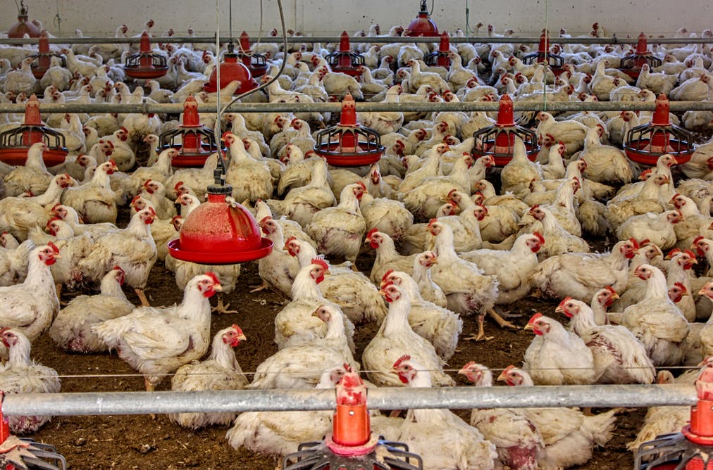 Granja de cría intensiva de pollos de la provincia de Huelva. Eduardo Aguilera, Author provided