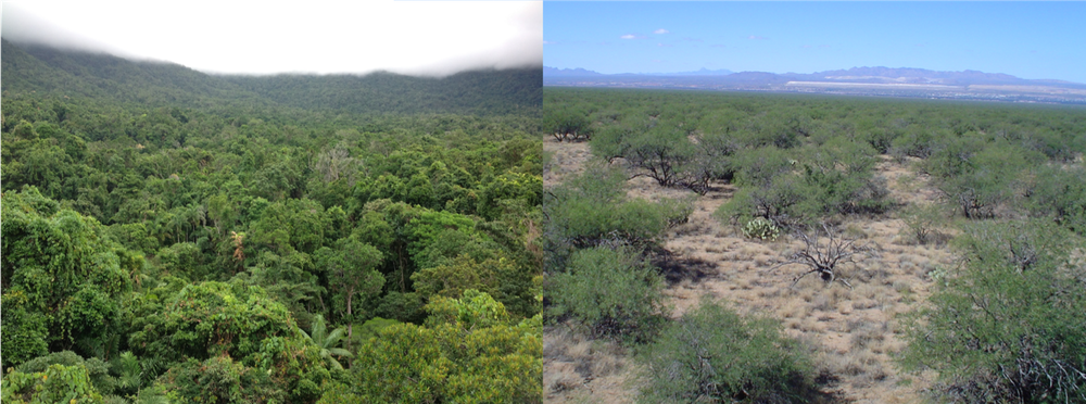 Figura 3. Los incendios pueden transformar el bosque tropical (izquierda) en una sabana (derecha). Author provided