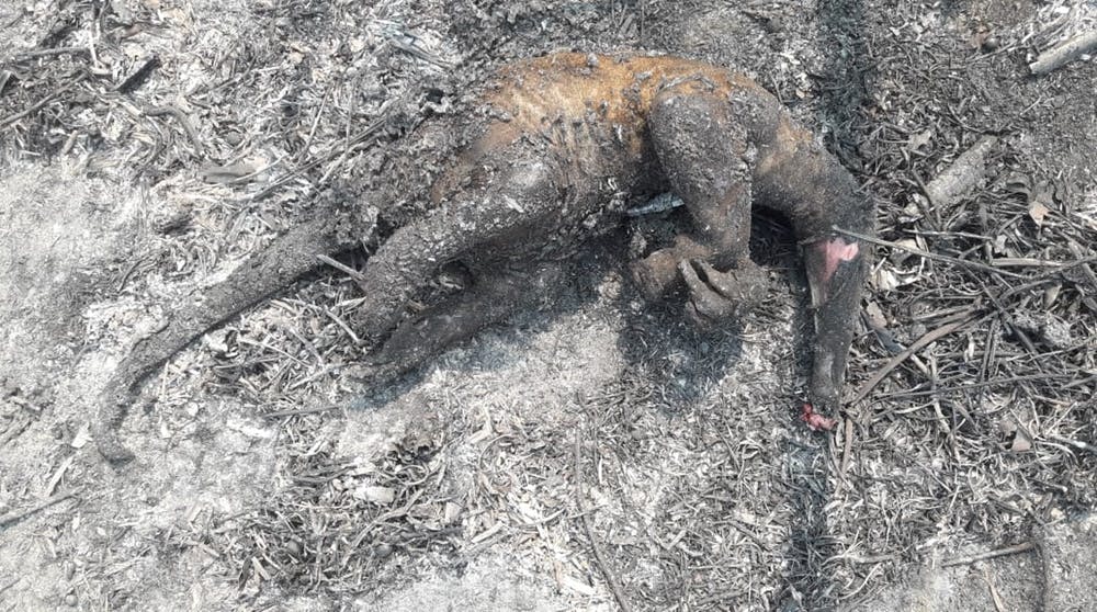 Cadáver de un oso hormiguero en el Parque Nacional de Otuquis. Franklin Martínez, Author provided