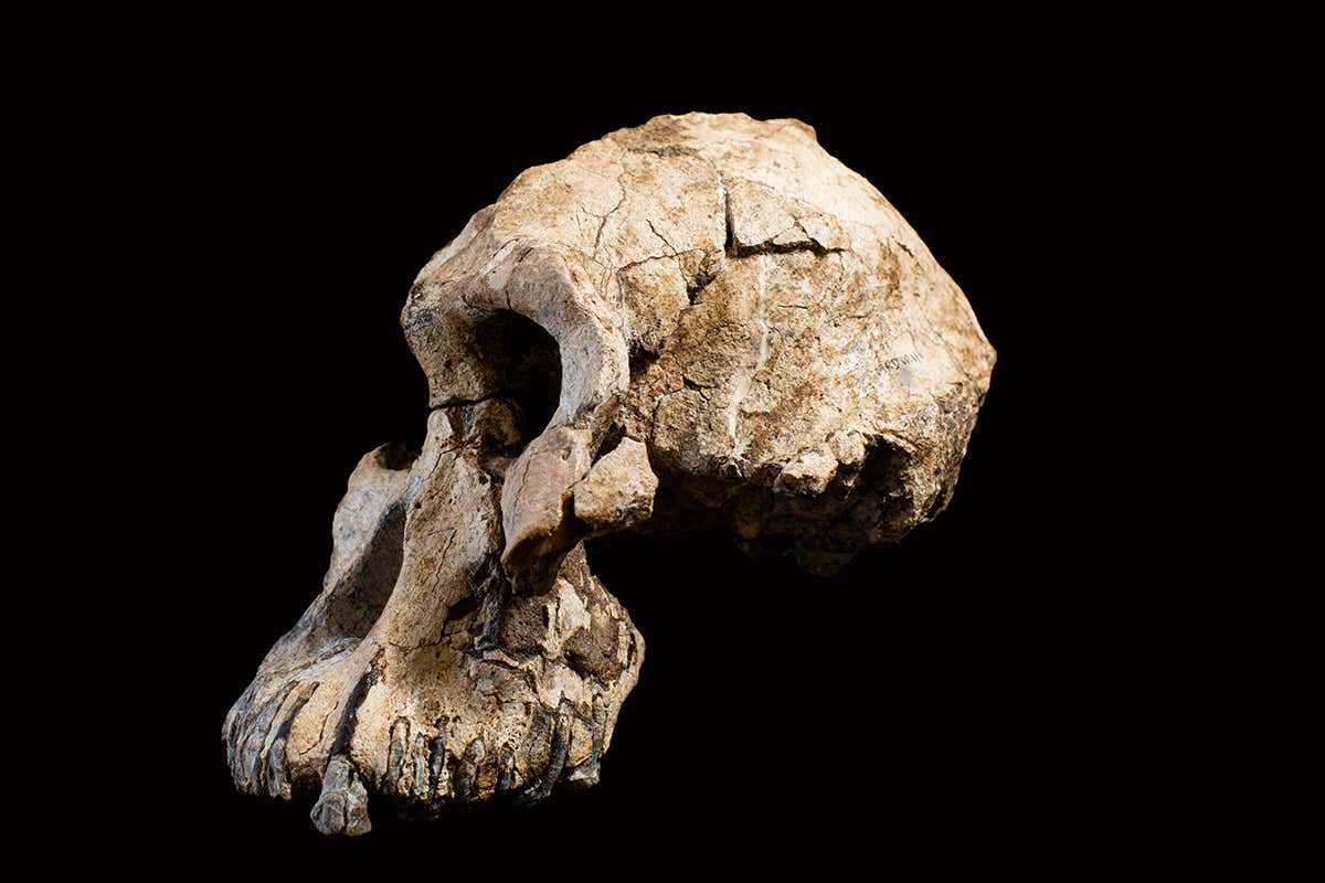 Cráneo de MRD. Dale Omori, cortesía del Museo de Historia Natural de Cleveland.