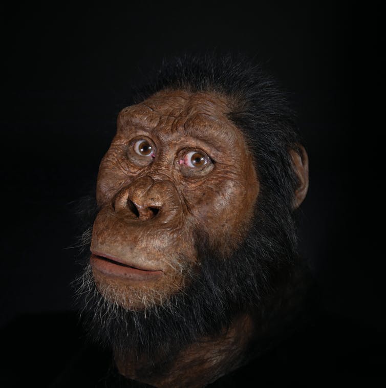 Reconstrucción facial del MRD. Matt Crow, cortesía del Museo Natural de Historia de Cleveland. La reconstrucción facial realizada por John Gurche fue posible gracias a la generosa contribución de Susan y George Klein