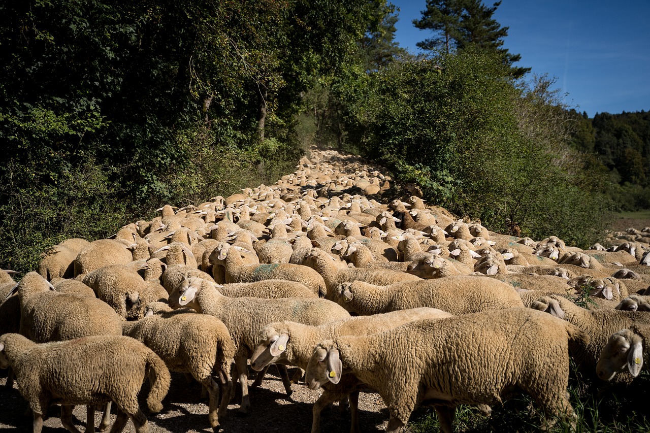 El pastoreo contribuye a la preservación de suelos. Foto: Pixabay