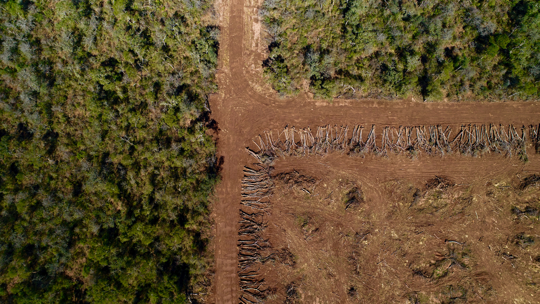 Plantación de soja.