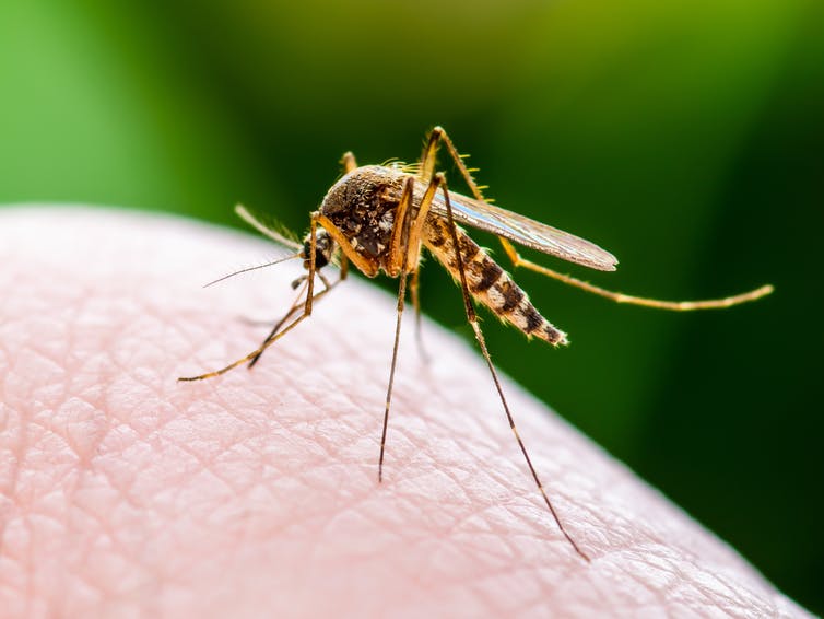 Algunos parásitos, como el Plasmodium, causante de la malaria, se transmiten a los seres humanos a través de picaduras de mosquito.