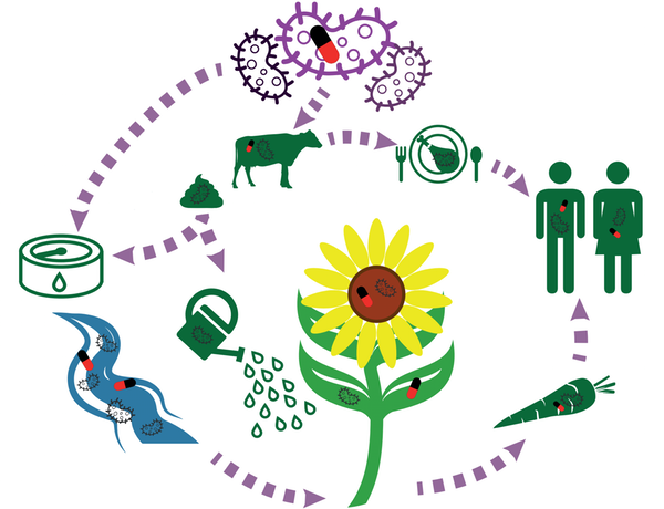 ¿Qué papel tiene la agricultura en la transmisión de la resistencia a antibióticos?