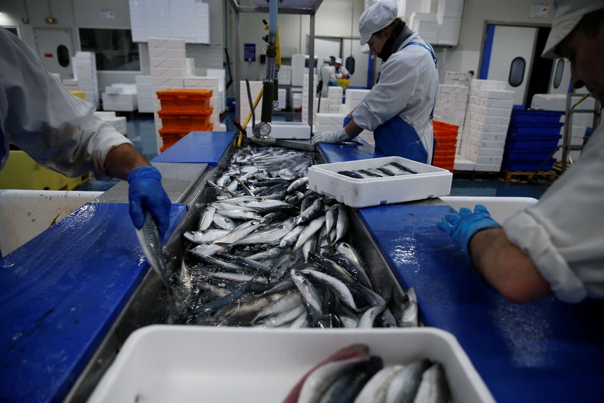 Trabajadores en una planta procesadora de pescado en el puerto de Boulogne-sur-Mer, Francia. REUTERS / Pascal Rossignol