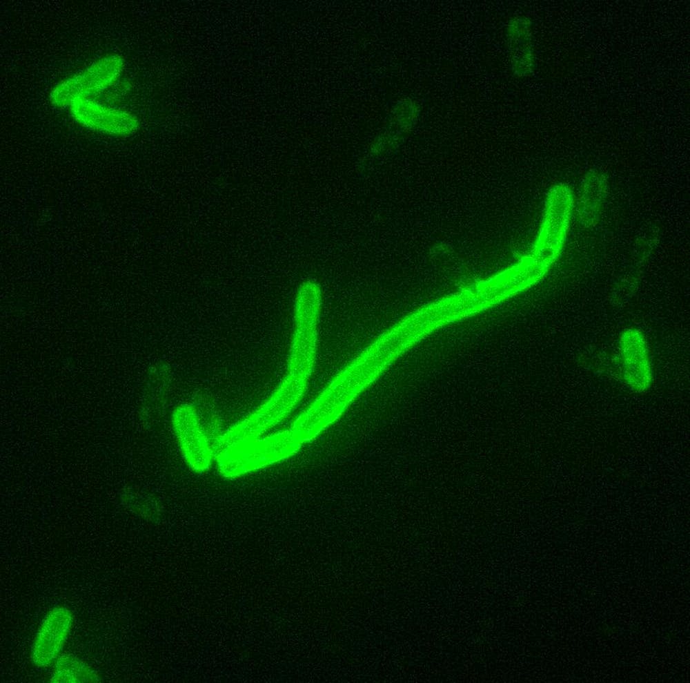 Yersinia pestis, bacteria causante de la peste. Wikimedia Commons / CDC