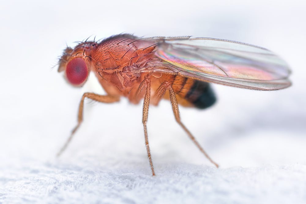 Drosophila melanogaster. Sebastian Janicki / Shutterstock