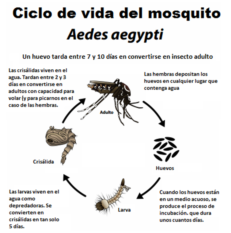 Ciclo de vida del mosquito.