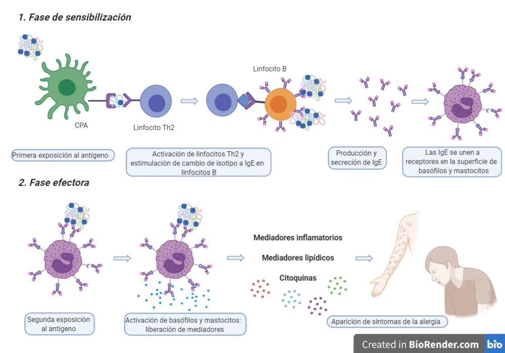 Esquema representativo de las dos fases que tienen lugar en las reacciones alérgicas inmediatas a antibióticos betalactámicos. Made with BioRender.com