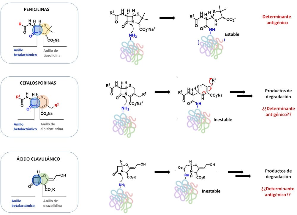 Estructura de penicilinas, cefalosporinas y ácido clavulánico y su unión a proteínas.