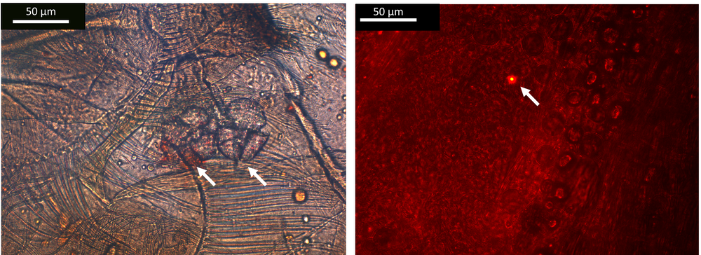 Dos microplásticos (izquierda) y nanoplásticos (derecha) encontrados en los tractos digestivos de los anfípodos. Alicia Mateos-Cárdenas, Author provided