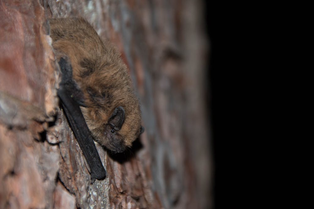 Foto del murciélago común (Pipistrellus pipistrellus). Elena Tena, Author provided