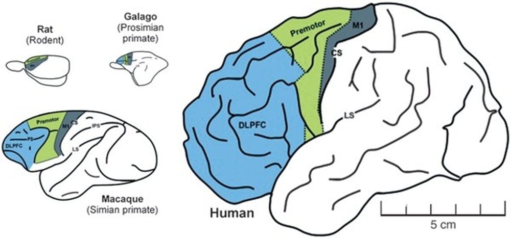 Comparación del cerebro de rata, galago, macaco y humano. En azul, la corteza prefrontal. Gráfico procedente de PNAS - George A. Mashoura and Michael T. Alkire, 2013