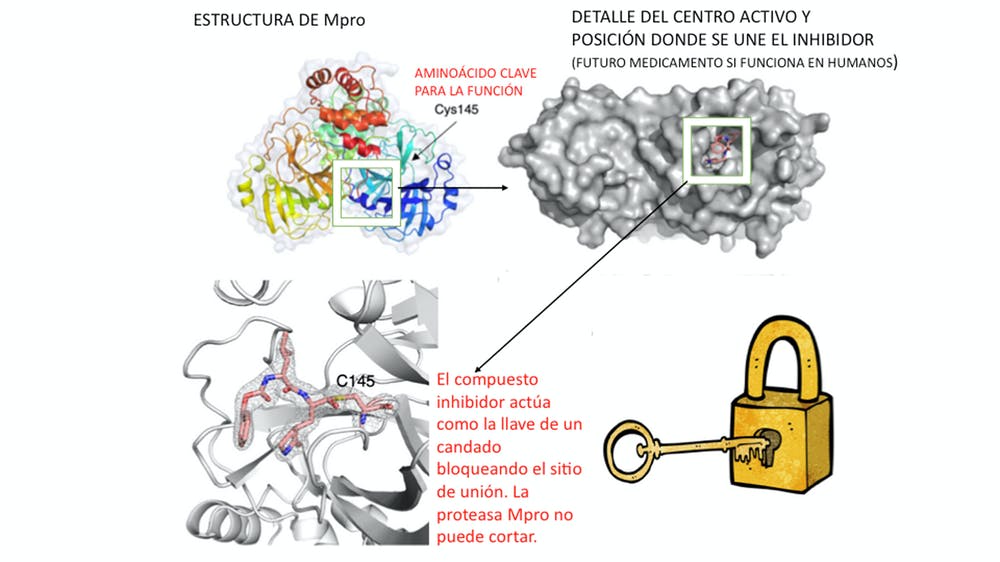 Esquema de funcionamiento de la proteasa Mpro y mecanismo del inhibidor GC376. Traducido y adaptado de Vuong et al. por Nuria Campillo y Mercedes Jiménez.
