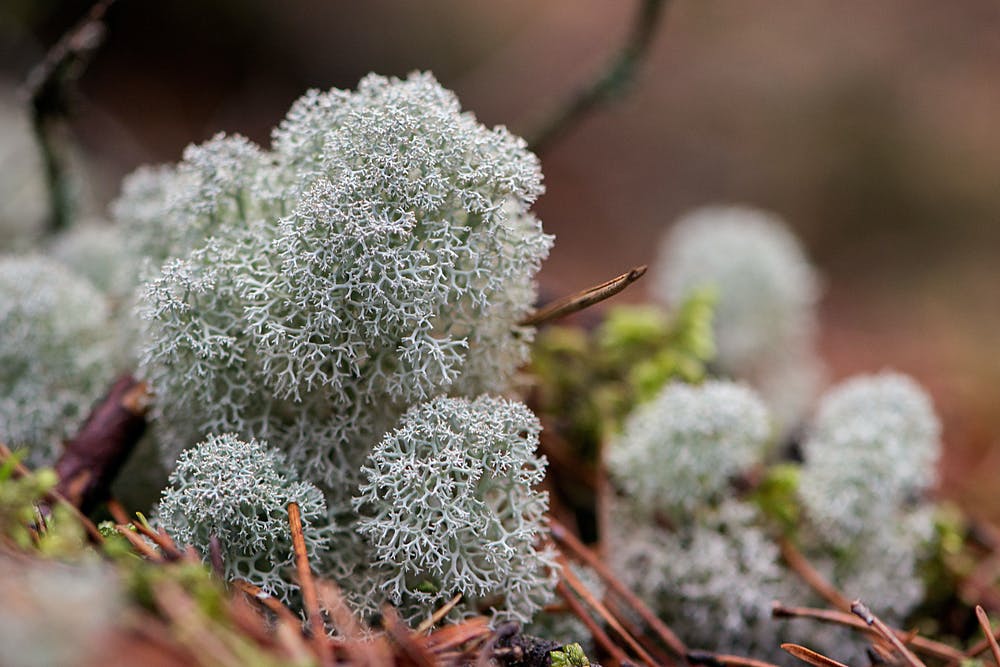 Liquen reno (Cladonia rangiferina). Shutterstock / Zelma Brezinska
