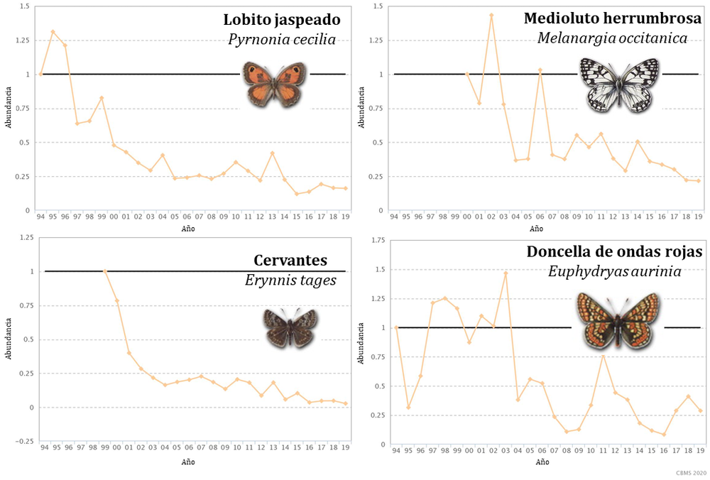 Cuatro ejemplos de especies de mariposas en regresión. Pau Colom, Author provided