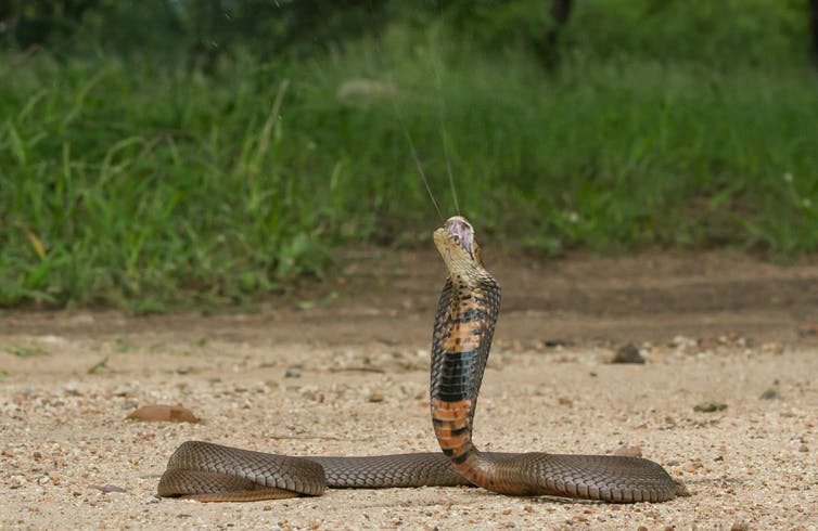 Cobra escupidora de Mozambique (Naja mossambica) escupiendo.