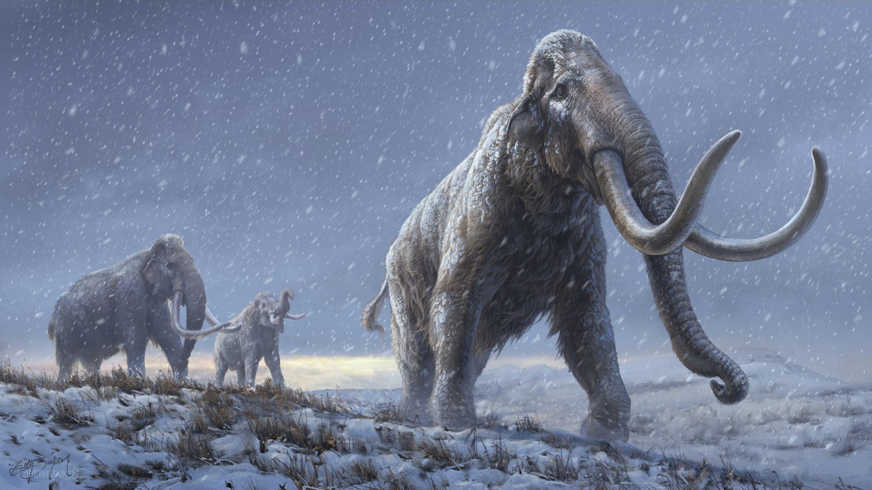 Ilustración del mamut de la estepa, antecesor del mamut lanudo. Beth Zaiken/Centre for Palaeogenetics, Author provided