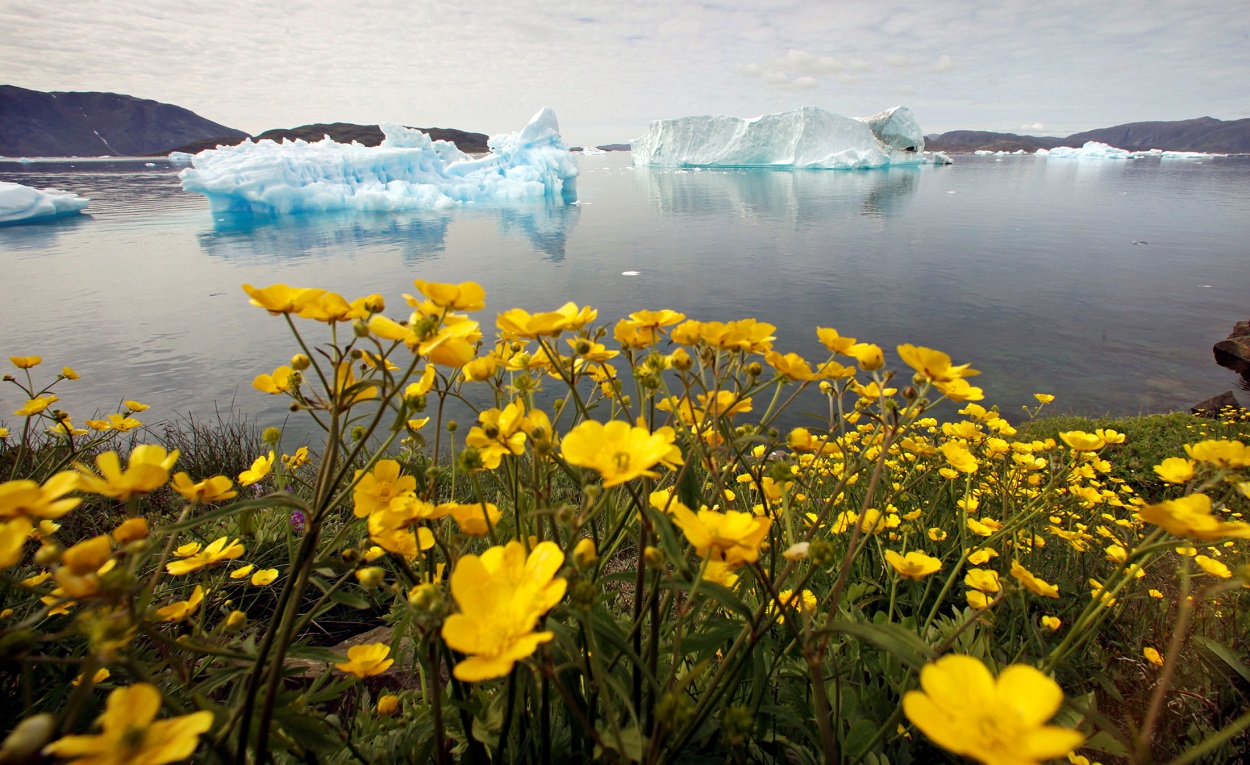 Flores silvestres en una colina con vista a un fiordo lleno de icebergs cerca de la ciudad de Narsaq, en el sur de Groenlandia. REUTERS/Bob Strong