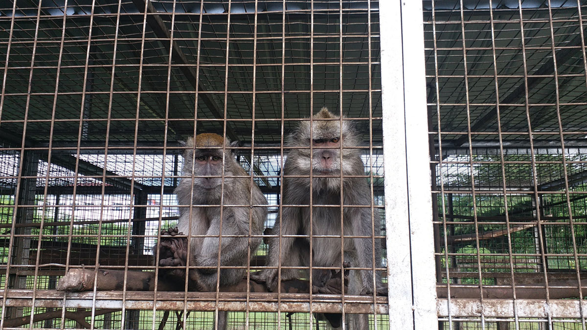 Comercio con macacos de laboratorio en España