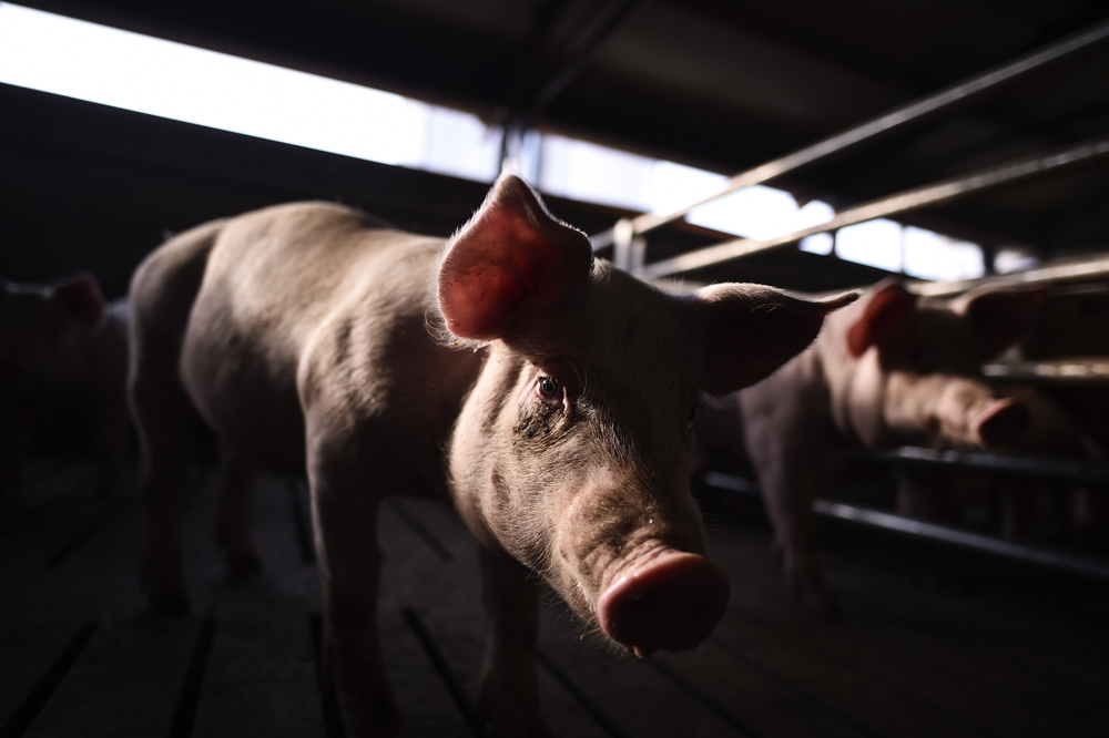 ¿Por qué la ganadería extensiva es menos perjudicial que la intensiva y por qué hay que comer menos carne?